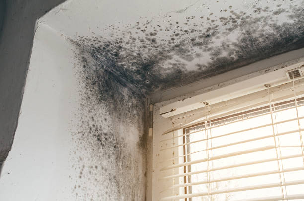 Affordable Mold Remediation solutions in Mountlake Terrace, WA